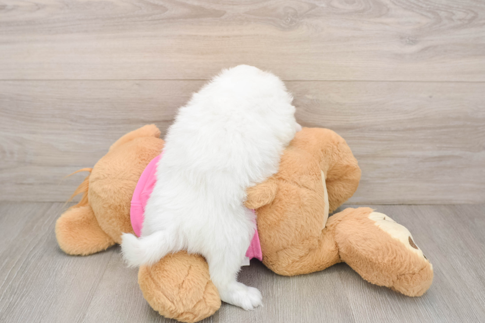 Pomachon Puppy for Adoption