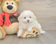 8 week old Pomachon Puppy For Sale - Pilesgrove Pups