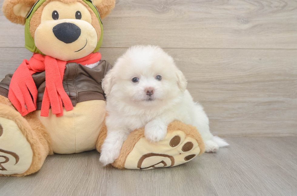 6 week old Pomachon Puppy For Sale - Pilesgrove Pups