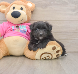 6 week old Pomachon Puppy For Sale - Pilesgrove Pups