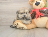 6 week old Pomachon Puppy For Sale - Pilesgrove Pups