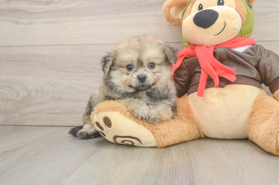 6 week old Pomachon Puppy For Sale - Pilesgrove Pups