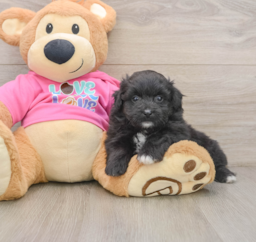 6 week old Pomachon Puppy For Sale - Pilesgrove Pups