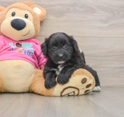 6 week old Pomachon Puppy For Sale - Pilesgrove Pups