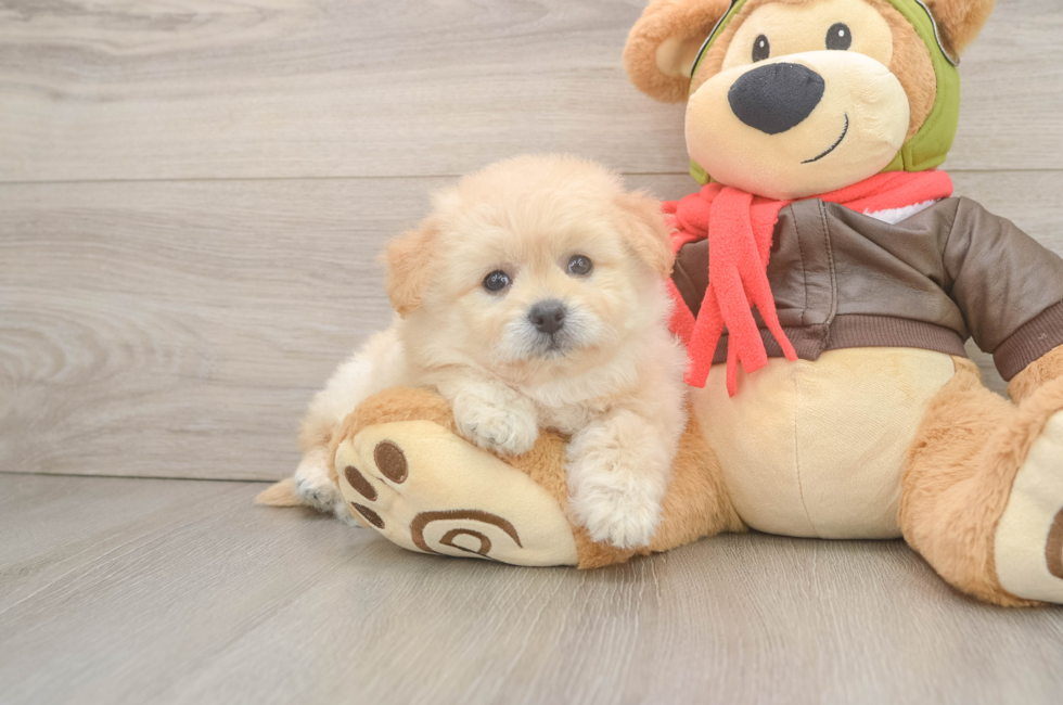 6 week old Pomachon Puppy For Sale - Pilesgrove Pups