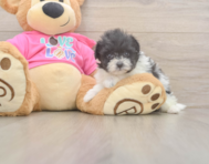 5 week old Pomachon Puppy For Sale - Pilesgrove Pups
