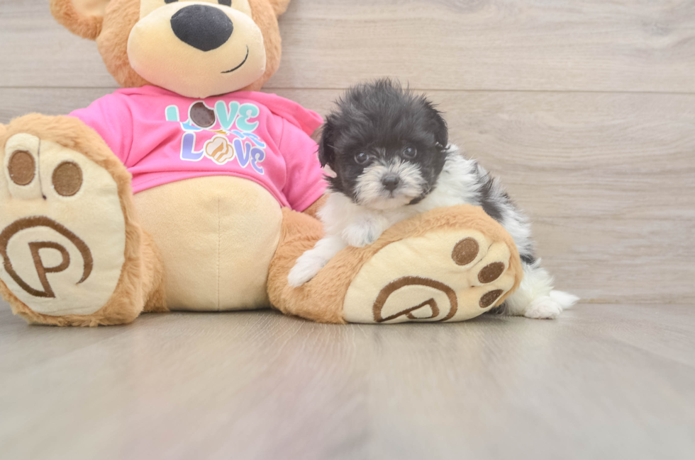 5 week old Pomachon Puppy For Sale - Pilesgrove Pups