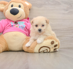 8 week old Pomachon Puppy For Sale - Pilesgrove Pups