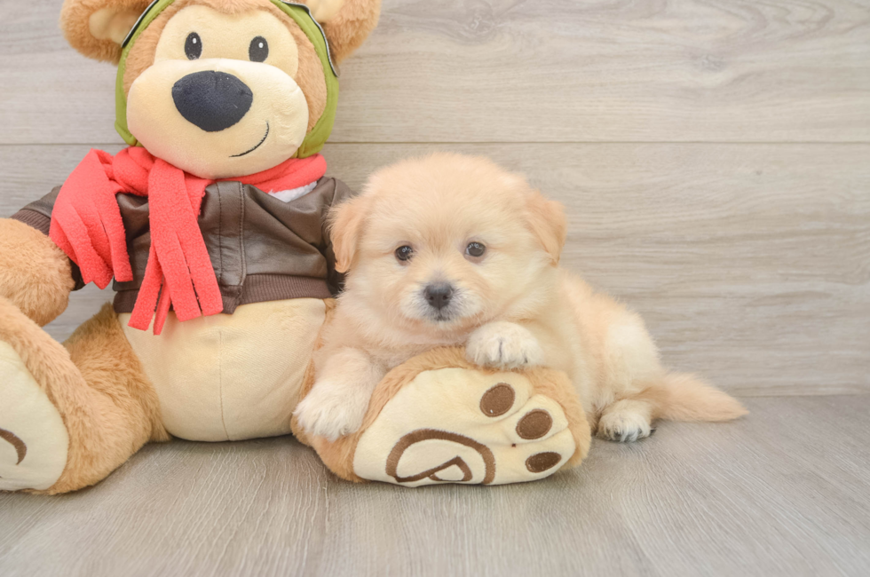 6 week old Pomachon Puppy For Sale - Pilesgrove Pups