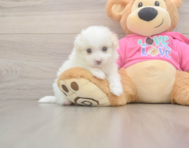 5 week old Pomachon Puppy For Sale - Pilesgrove Pups