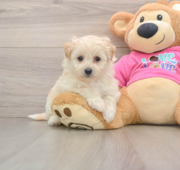 8 week old Pomachon Puppy For Sale - Pilesgrove Pups