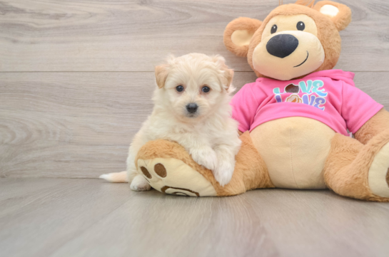 Best Pomachon Baby