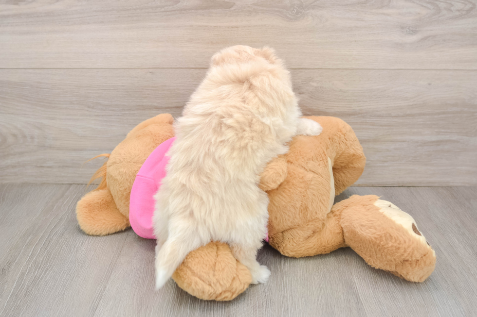 Pomachon Puppy for Adoption