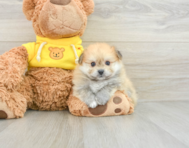 6 week old Pomachon Puppy For Sale - Pilesgrove Pups