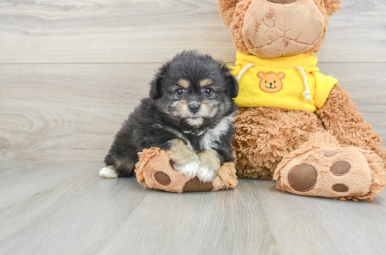 Playful Pom Frise Designer Puppy