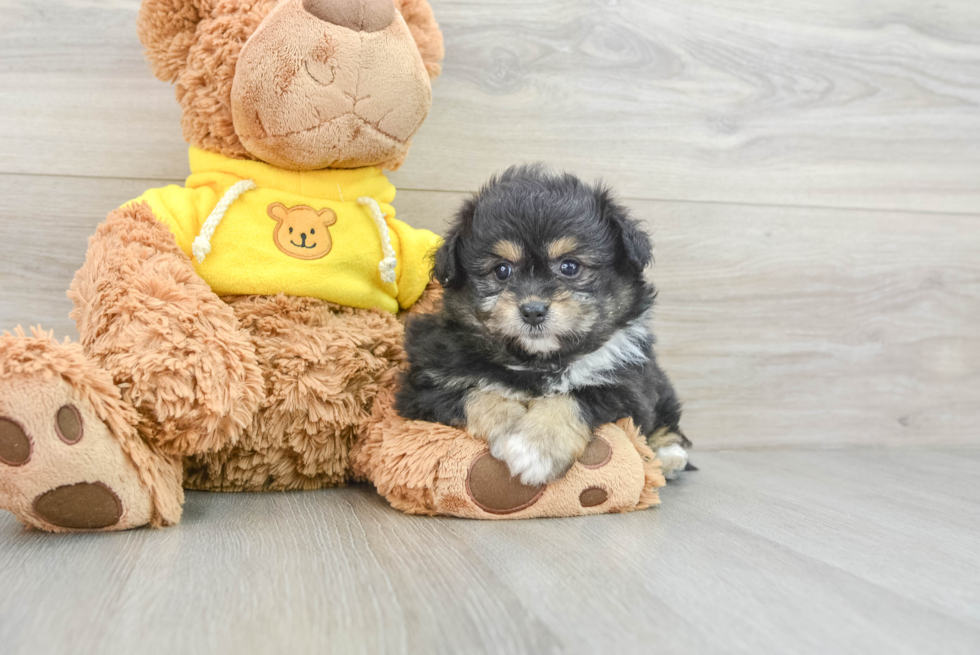 Playful Pom Frise Designer Puppy