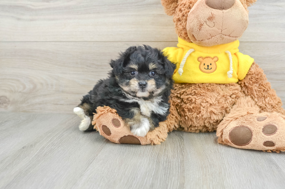 5 week old Pomachon Puppy For Sale - Pilesgrove Pups