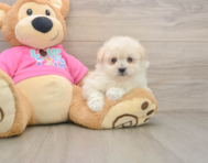 6 week old Pomachon Puppy For Sale - Pilesgrove Pups