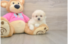 Best Pomachon Baby