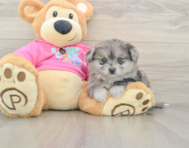 5 week old Pomachon Puppy For Sale - Pilesgrove Pups