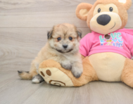 7 week old Pomachon Puppy For Sale - Pilesgrove Pups