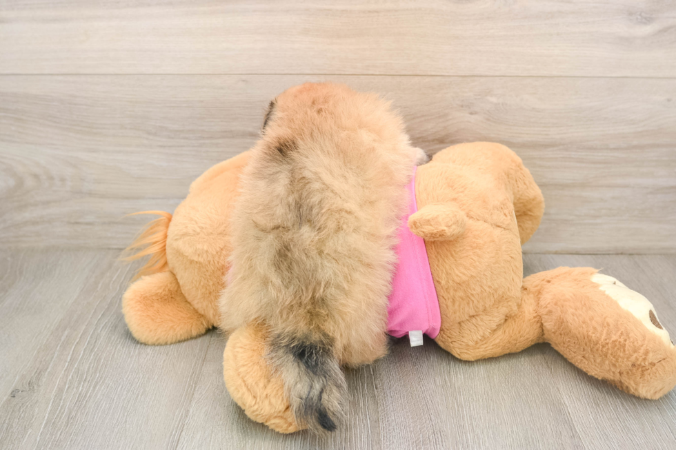 Playful Pom Frise Designer Puppy