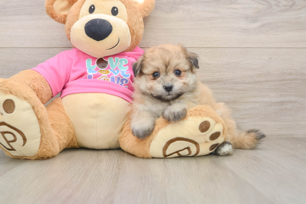 Best Pomachon Baby