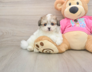 8 week old Pomachon Puppy For Sale - Pilesgrove Pups