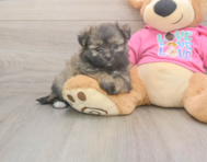 5 week old Pomachon Puppy For Sale - Pilesgrove Pups
