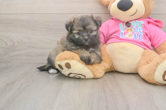 6 week old Pomachon Puppy For Sale - Pilesgrove Pups Small Pomachon Baby