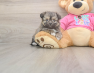 5 week old Pomachon Puppy For Sale - Pilesgrove Pups