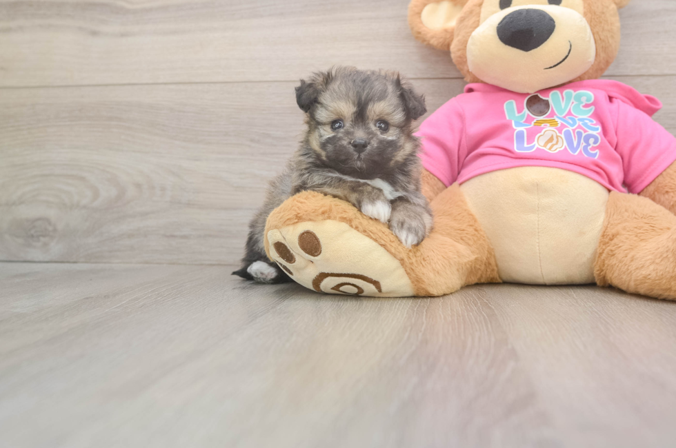 6 week old Pomachon Puppy For Sale - Pilesgrove Pups