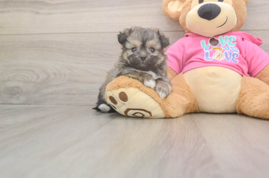 6 week old Pomachon Puppy For Sale - Pilesgrove Pups Pomachon Pup Being Cute