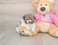 6 week old Pomachon Puppy For Sale - Pilesgrove Pups