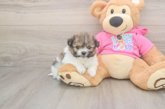 6 week old Pomachon Puppy For Sale - Pilesgrove Pups Popular Pomachon Designer Pup