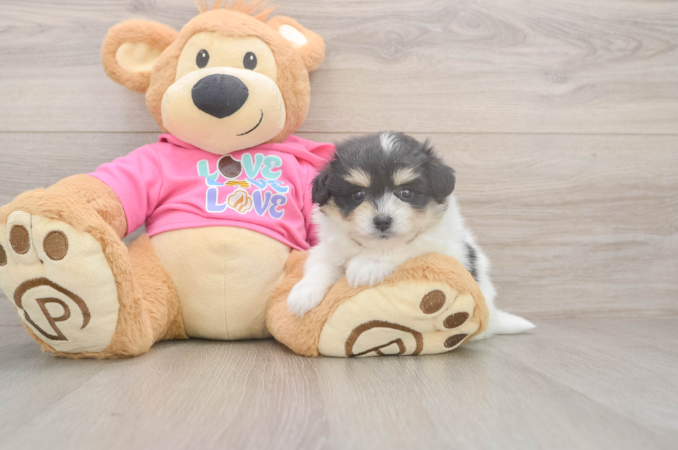 6 week old Pomachon Puppy For Sale - Pilesgrove Pups