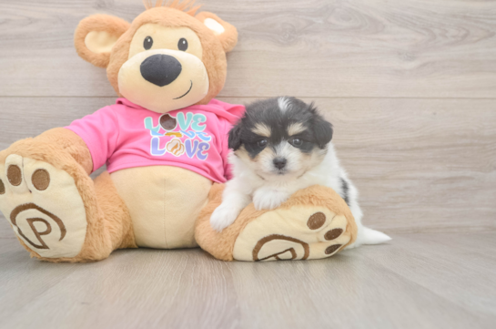 6 week old Pomachon Puppy For Sale - Pilesgrove Pups Pomachon Pup Being Cute