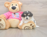 6 week old Pomachon Puppy For Sale - Pilesgrove Pups 6 week old Pomachon Puppy For Sale - Pilesgrove Pups