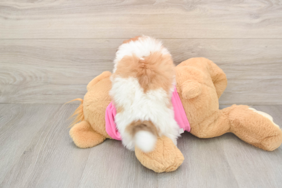 Pomachon Pup Being Cute