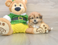 5 week old Pomachon Puppy For Sale - Pilesgrove Pups