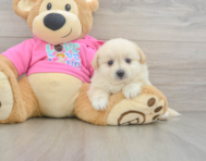 5 week old Pomachon Puppy For Sale - Pilesgrove Pups