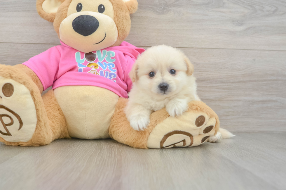 5 week old Pomachon Puppy For Sale - Pilesgrove Pups