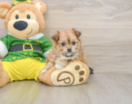 5 week old Pomachon Puppy For Sale - Pilesgrove Pups