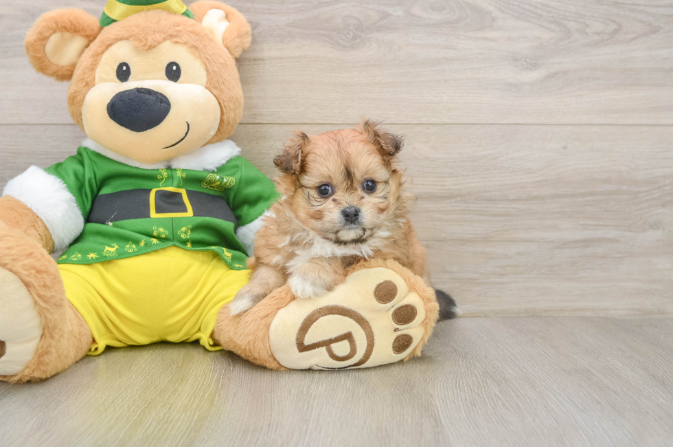 5 week old Pomachon Puppy For Sale - Pilesgrove Pups