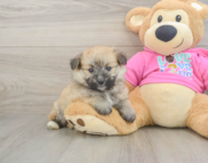 6 week old Pomachon Puppy For Sale - Pilesgrove Pups