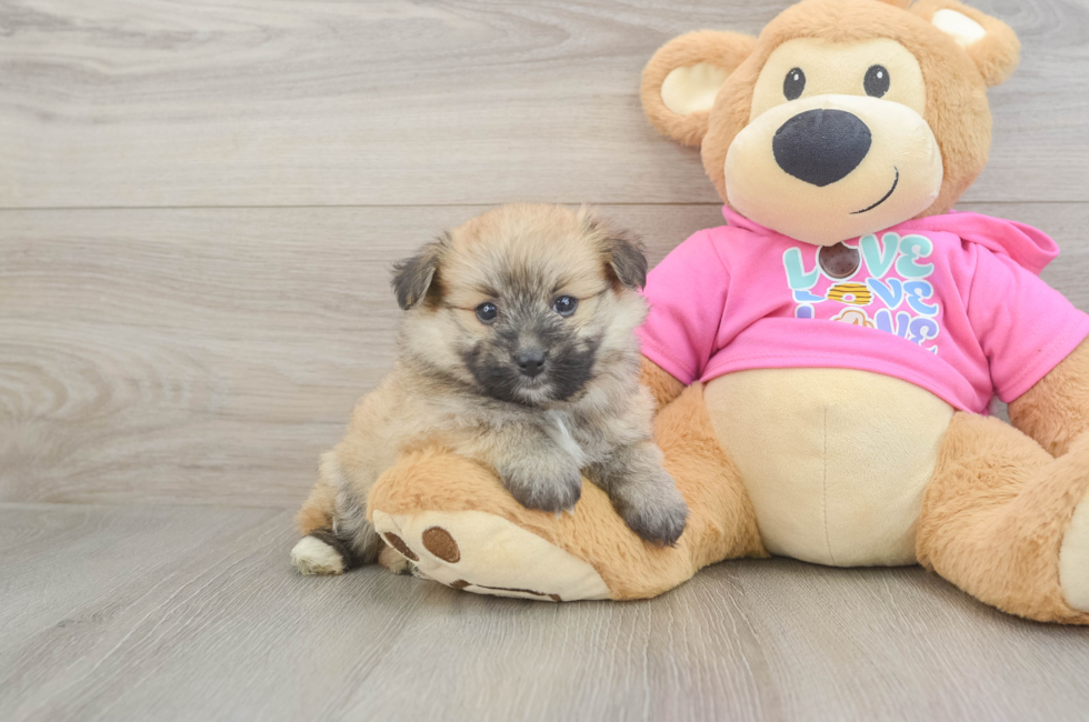 5 week old Pomachon Puppy For Sale - Pilesgrove Pups
