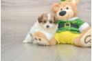 Adorable Pom Frise Designer Puppy