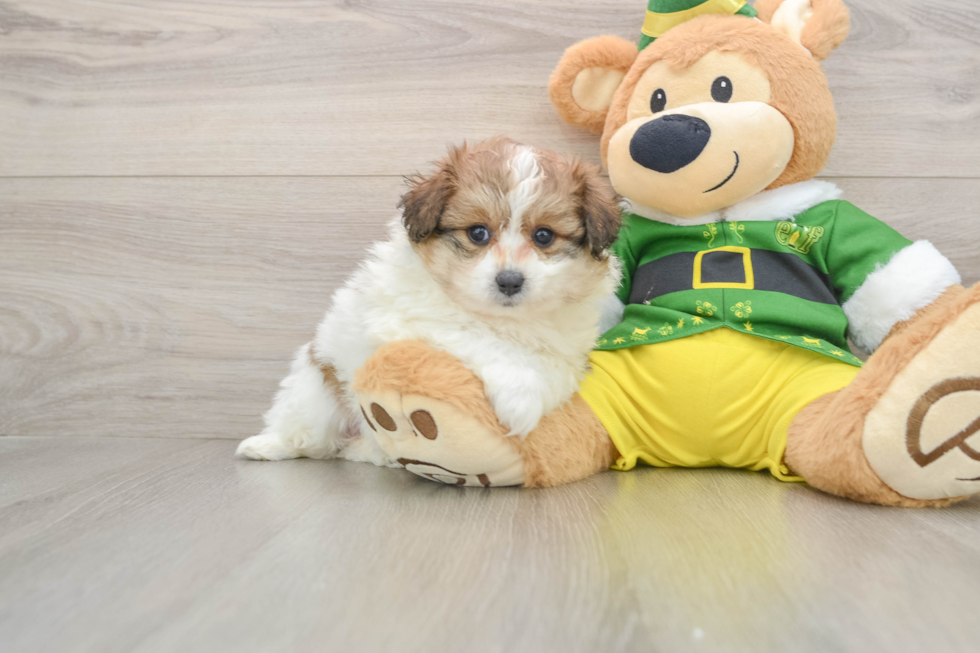 Adorable Pom Frise Designer Puppy