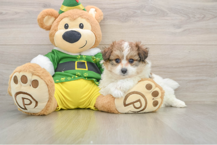 Popular Pomachon Designer Pup