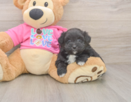 5 week old Pomachon Puppy For Sale - Pilesgrove Pups